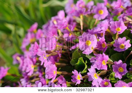 핑크 초본 Auricula (앵 초) 꽃