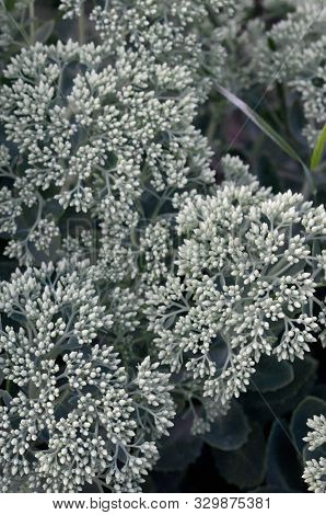 Lot Of Blooming Hylotelephium Telephium White Flowers With Green Leaves And Stems