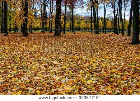 Coloured Maple Leaves In The Fall. Well Convey The Mood Of Autumn Close Up Orange Leaves On Ground W