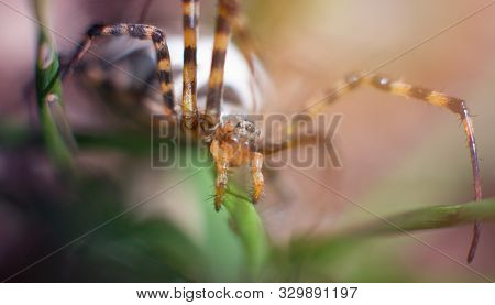 A Macro Close-up Mediterranean Spider, A Female Exemplar Of Argiope Bruennichi Called Also Wasp Spid