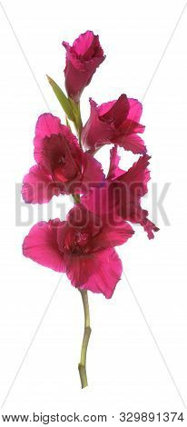 A Purple Gladiolus Flower On White Background