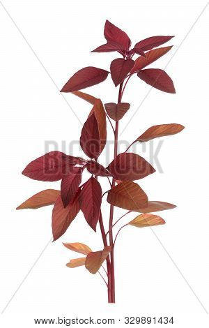 A Branch Amaranth Isolated On White Background