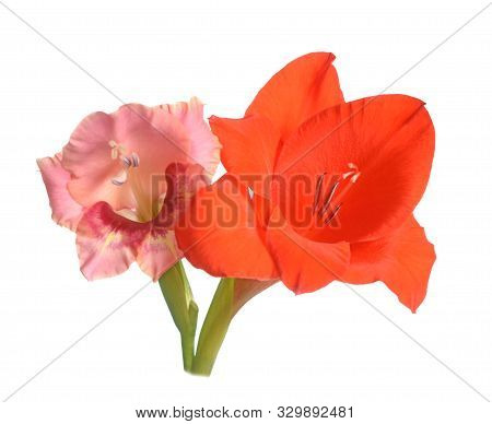 A Pair Gladiolus Flower Isolated On White