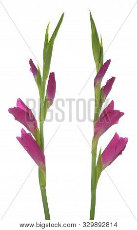 Two Beautiful Gladiolus Flower On White Background