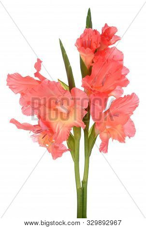 Beautiful Gladiolus Flower On White  In Background