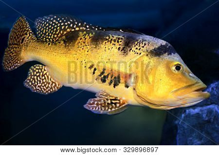 Freshwater Fish Peacock Bass (cichla Kelberi) In Aquarium