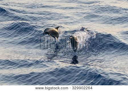 Two Wild Bootlenose Dolphins Jumping In The Sea Surface
