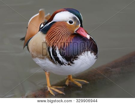Mandarin Duck - Aix Galericulata 
Male Standing In Water
