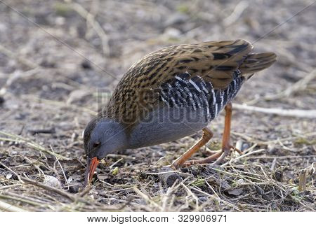 Water Rail - Rallus Aquaticus 
Bird Feeding In Dry Marsh
