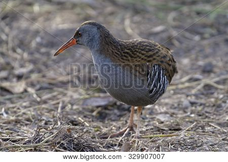 Water Rail - Rallus Aquaticus 
Bird On Dry Marsh