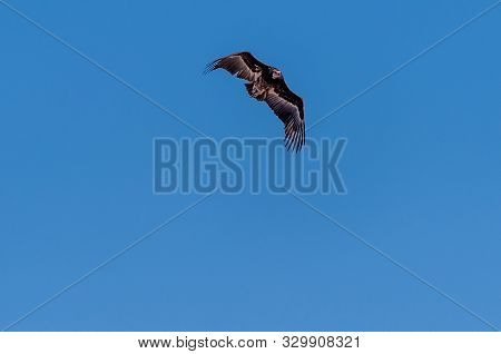 A White-headed Vulture -trigonoceps Occipitalis- Circling Over Etosha National Park, Namibia.