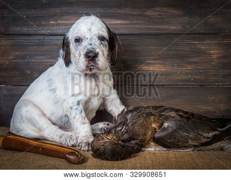 English Setter Puppy Dog With Knife And Duck