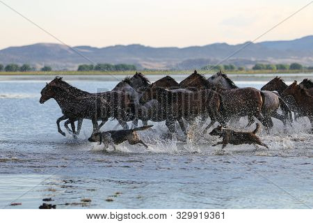 Yilki Horses Running In Water, Kayseri, Turkey