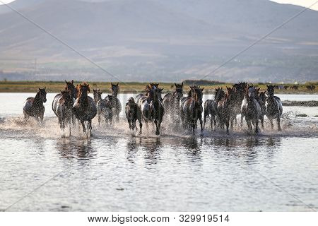 Yilki Horses Running In Water, Kayseri, Turkey