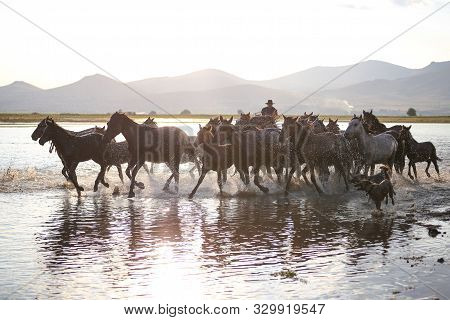 Yilki Horses Running In Water, Kayseri, Turkey