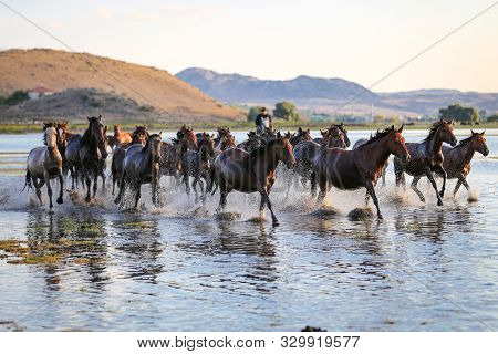 Yilki Horses Running In Water, Kayseri, Turkey