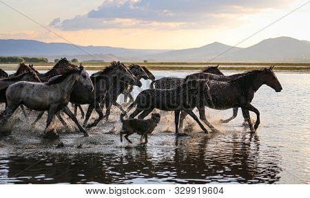 Yilki Horses Running In Water, Kayseri, Turkey