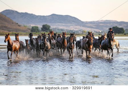 Yilki Horses Running In Water, Kayseri, Turkey