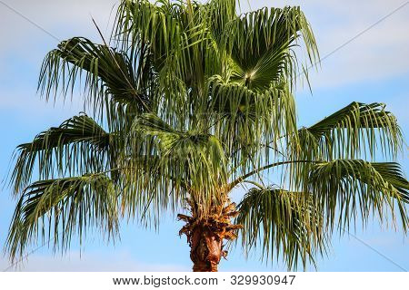 Close-up Of Plam Tree In Playa De Las Americas At Canary Island Tenerife