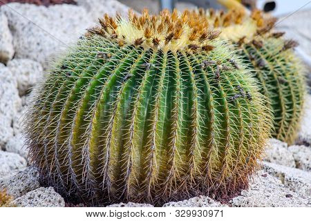 Barrel Cactus At Canary Island Tenerife, Spain