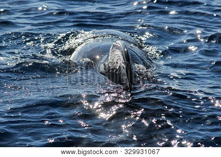 Pilot Whales (globicephala Melas) In The Atlantic Ocean At Canary Island Tenerife