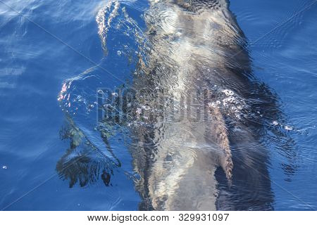 Pilot whales (Globicephala melas) in the atlantic ocean at canary island tenerife