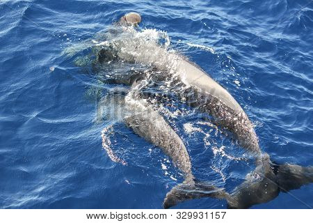 Pilot Whales (globicephala Melas) In The Atlantic Ocean At Canary Island Tenerife