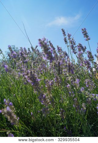 Lilac Lavanda Flowers. Vintage Pink Lilac Photo With Warm Unusual Colors