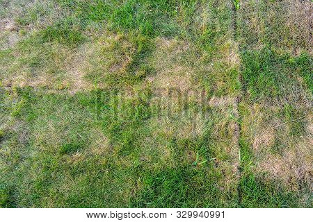 Lawn Briquettes With Dying Grass. Texture Of Dying Lawn With Healthy Green Grass And Dead Dry Grass