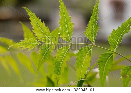 Azadirachta Or Neem Tree Leafs,  Nimtree Or Indian Lilac.