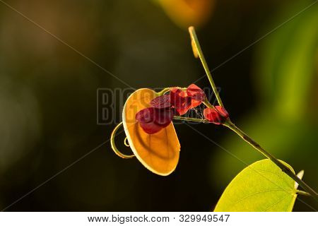 Bauhinia