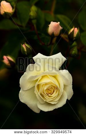 Yellow Rose