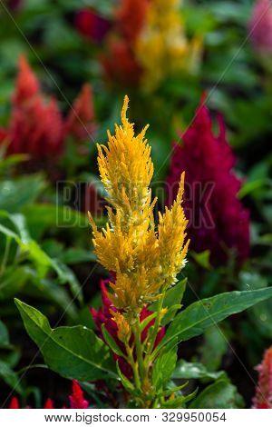 Cockscomb Flowers