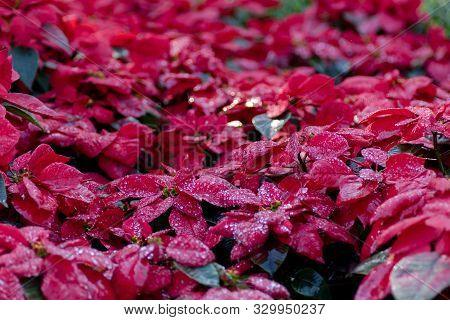Water Drop On Poinsettia