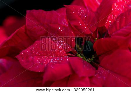 Water Drop On Poinsettia