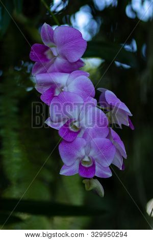 Orchid Flower