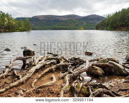 Ruin In Rothiemurchus Forest In The Cairngorms Scotland