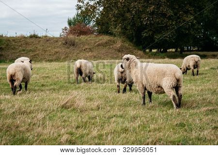 Flock Of Sheep Grazing On Green Hills