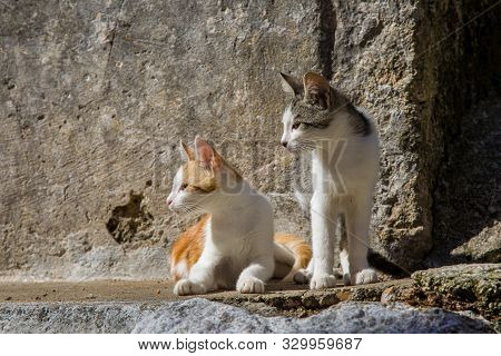 Cats In The Streets Of Pelekas Village On Corfu Island