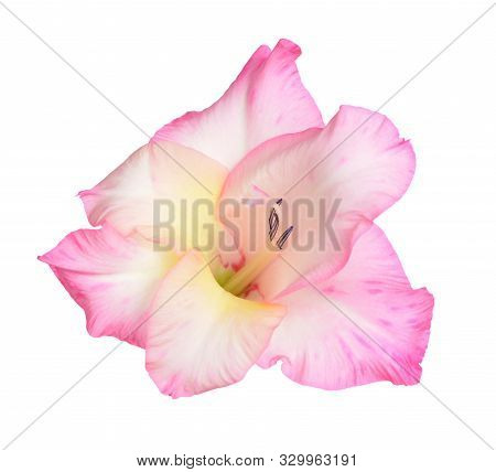 Single Beautiful Pink Gladiolus Isolated On White