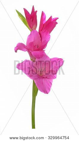A Branch Purple Gladiolus Flower On White Background