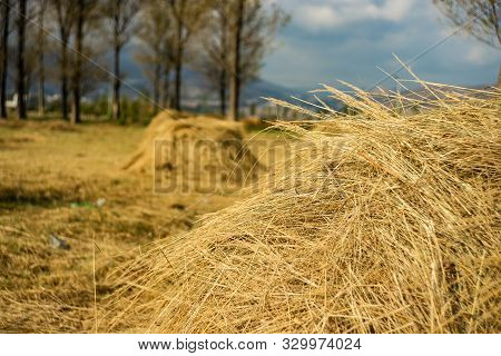 Rural Landscape With Straw