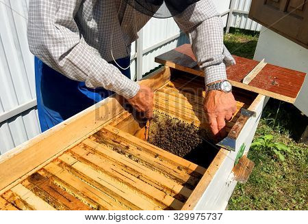 Winged Bee Slowly Flies To Beekeeper Collect Nectar On Private Apiary From Live Flowers. Apiary Cons