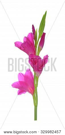 A Purple Gladiolus Flower On White Background