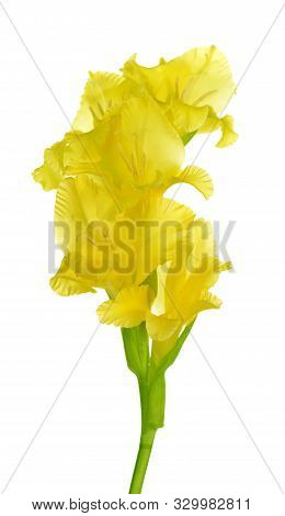A Yellow Gladiolus Flower On White Background