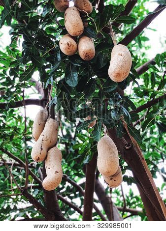 Unusual African Sausage Tree With Sausage-like Fruits That Hang Down From The Limbs On Long Rope Lik