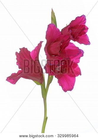 Beautiful Purple Gladiolus Flower On White Background