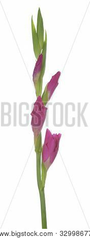 A Purple Gladiolus Flower On White Background