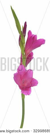 Single Purple Gladiolus Flower On White Background