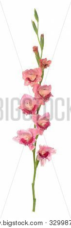 A Branch Gladiolus Flower On White Background